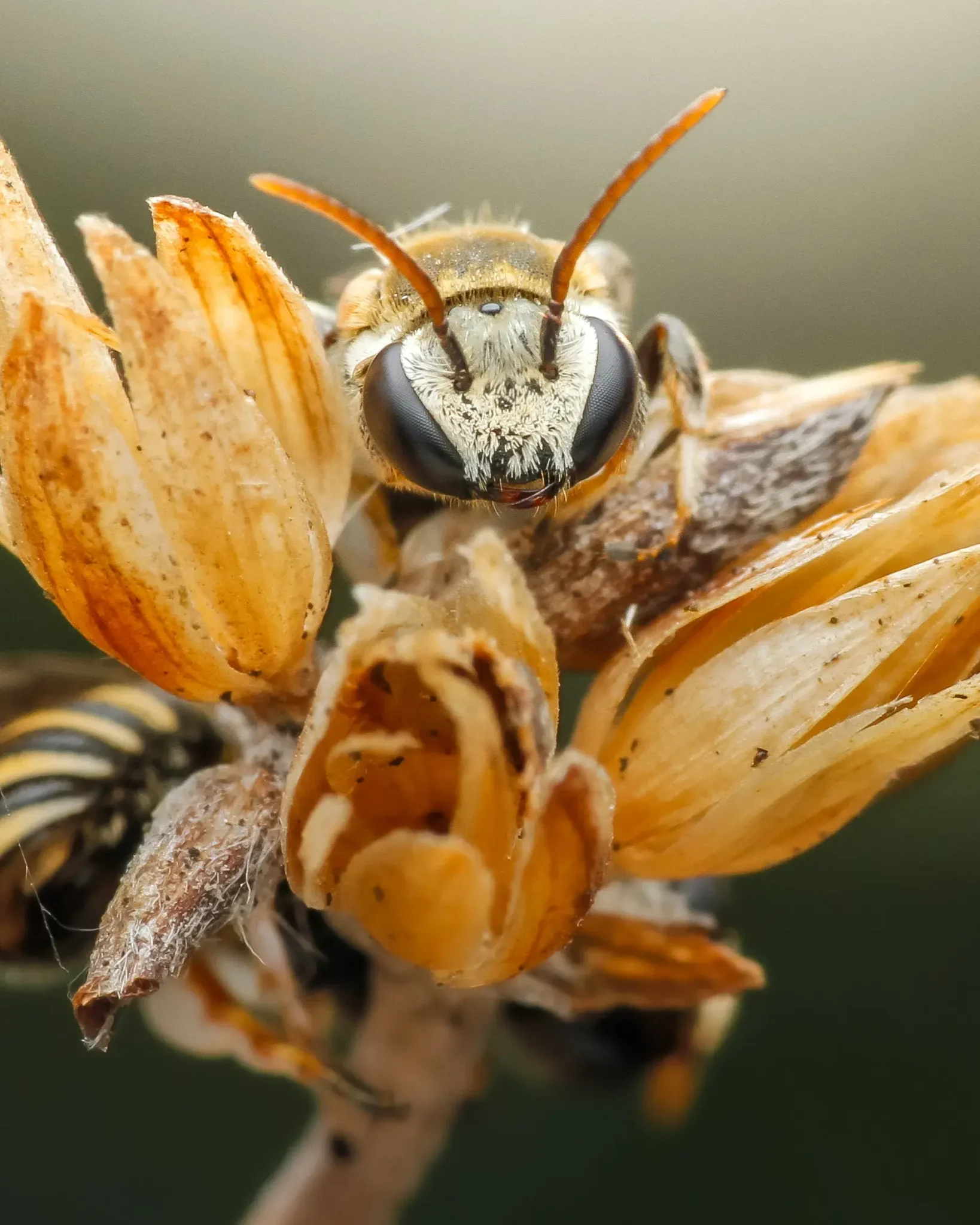 Site web apiculteur : présentez votre rucher et vos produits avec authenticité