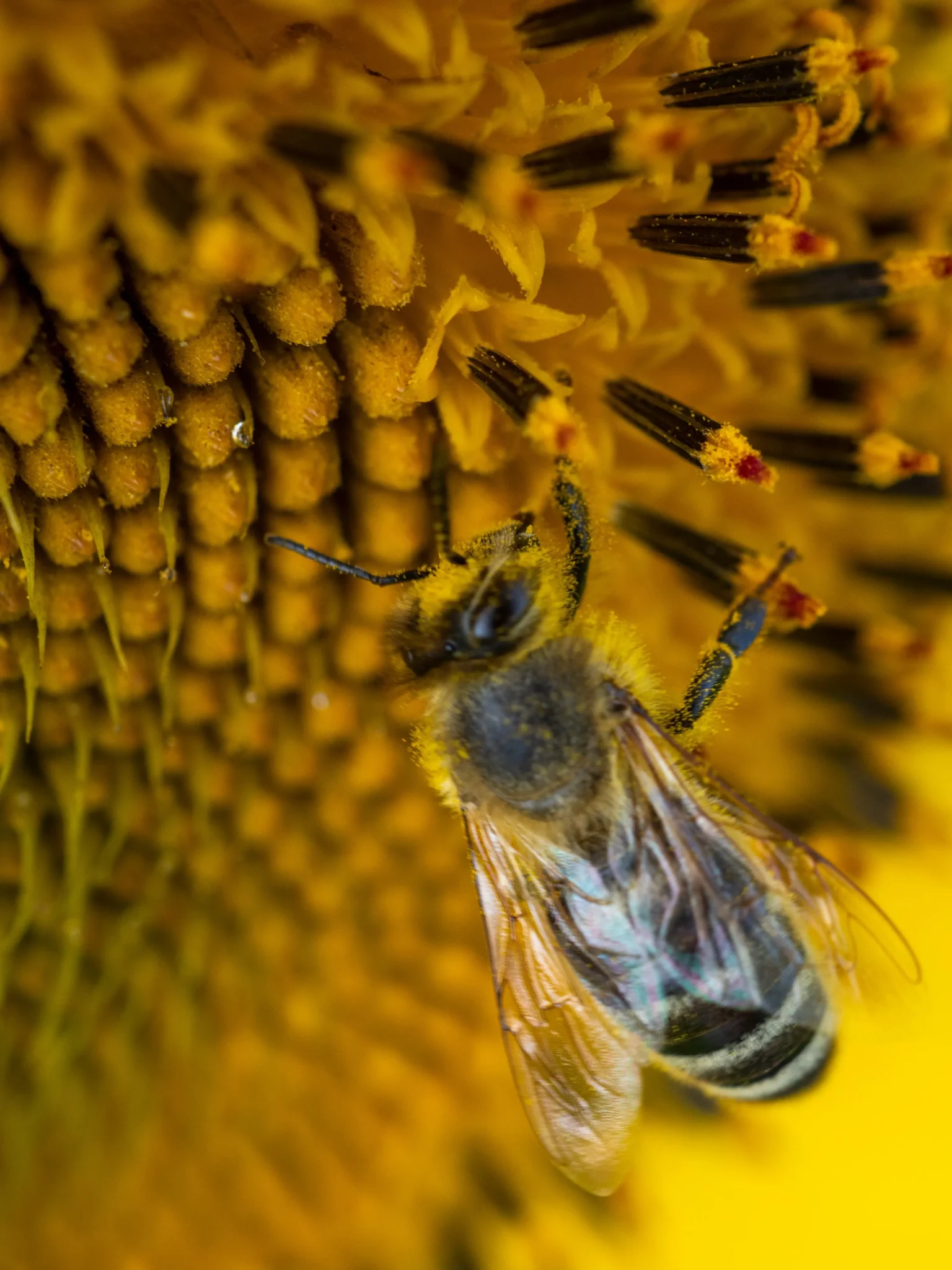 Création site WordPress apiculteur : boutique en ligne et vente directe