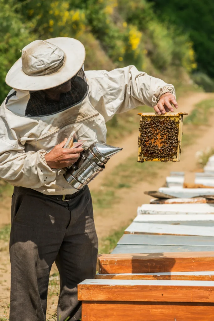 Comment un site apiculteur bien conçu attire plus de clients gourmands