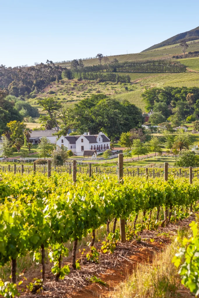 Site web pour domaine viticole : racontez l’histoire de votre terroir