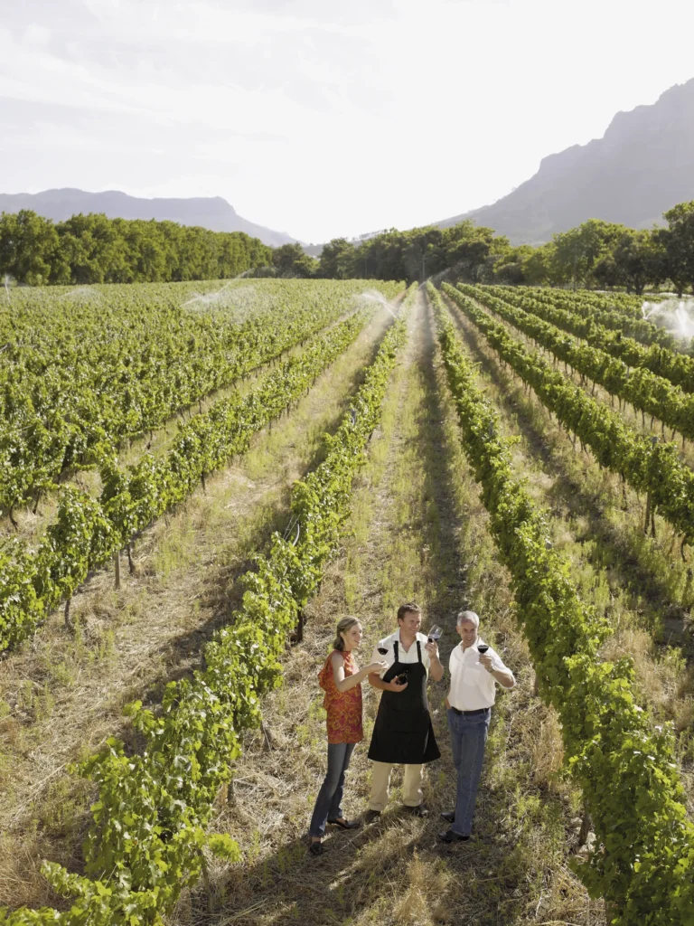 Création site WordPress domaine viticole : boutique en ligne et œnotourisme