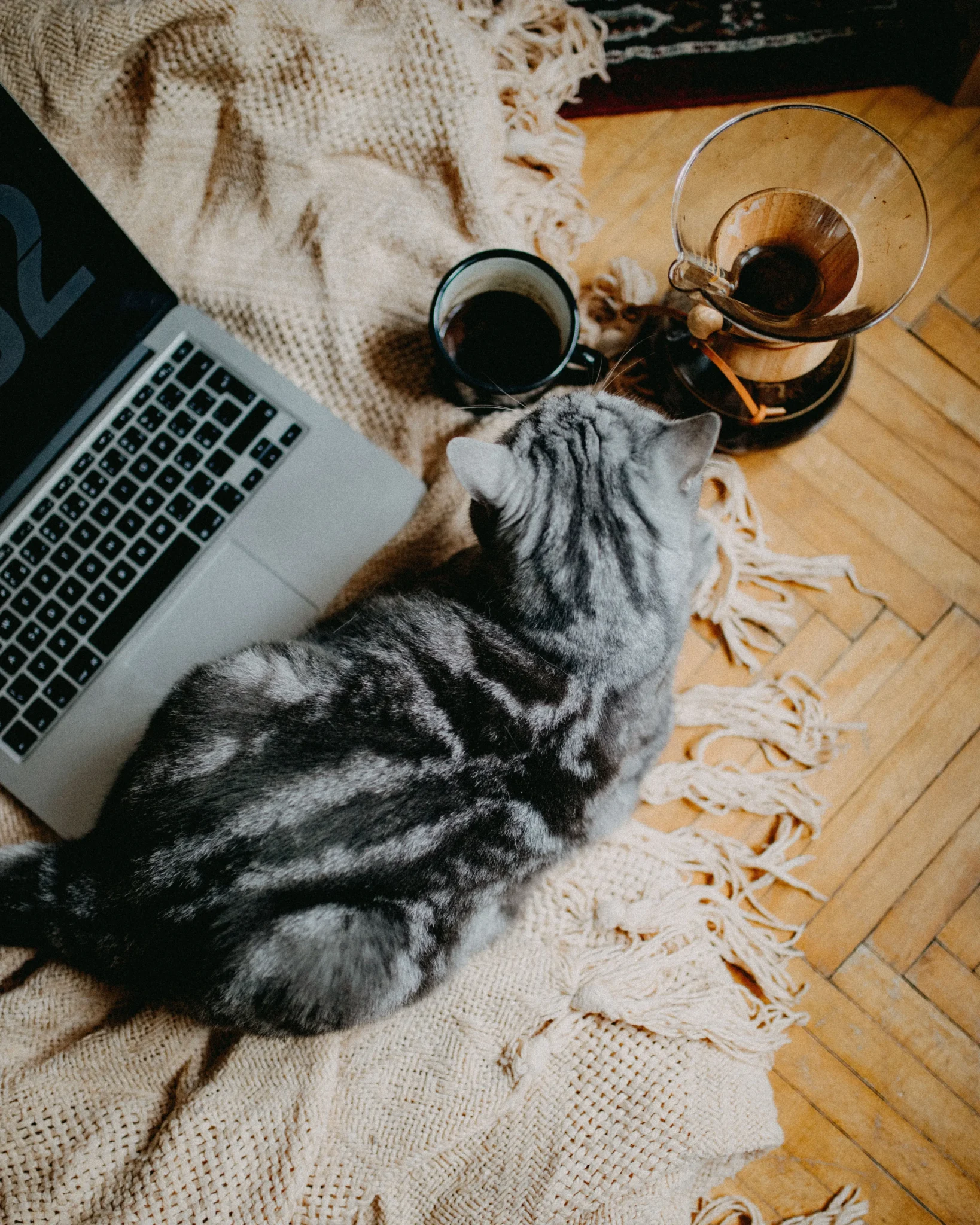 Rédactrice site internet web