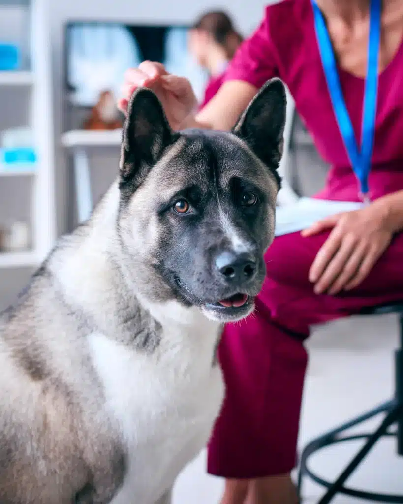 un site vétérinaire standard peut être livré sous 2 à 6 semaines