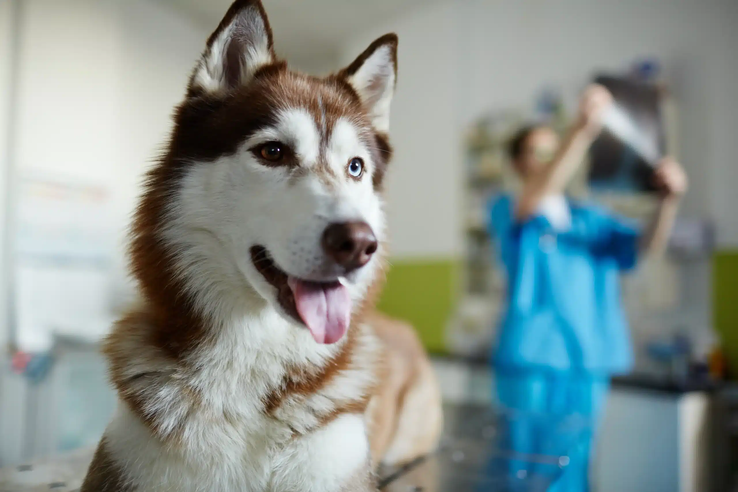 Creation de site vétérinaire