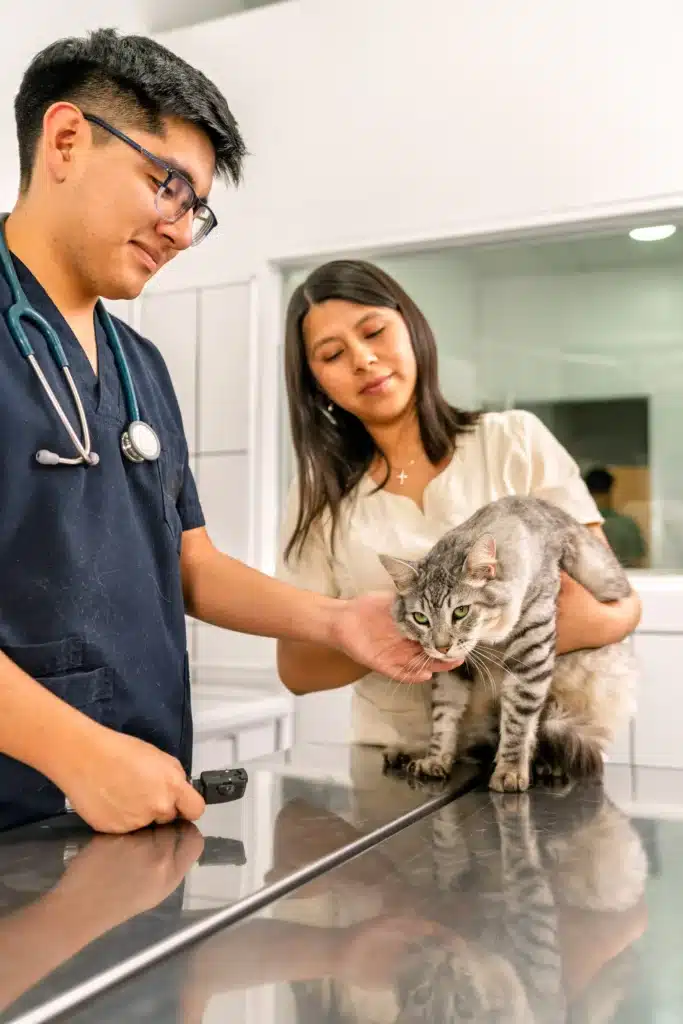 Création de site internet vétérinaire